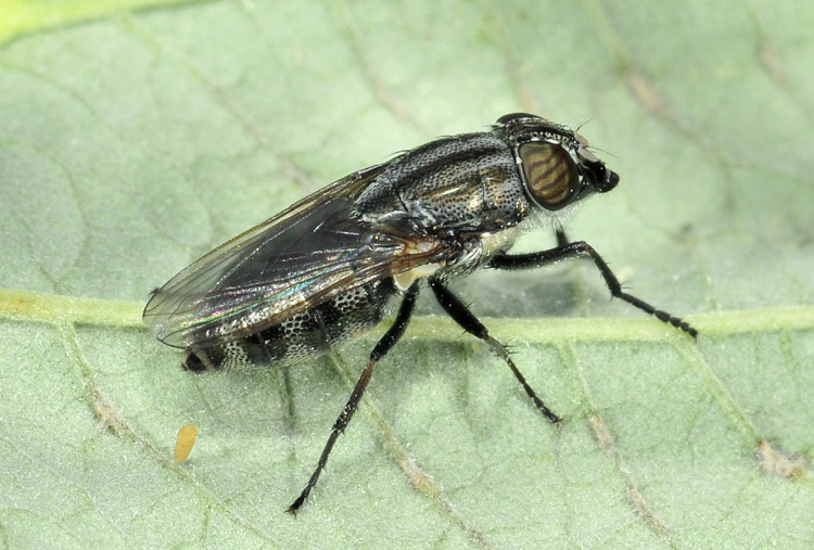 Calliphoridae: Stomorhina lunata